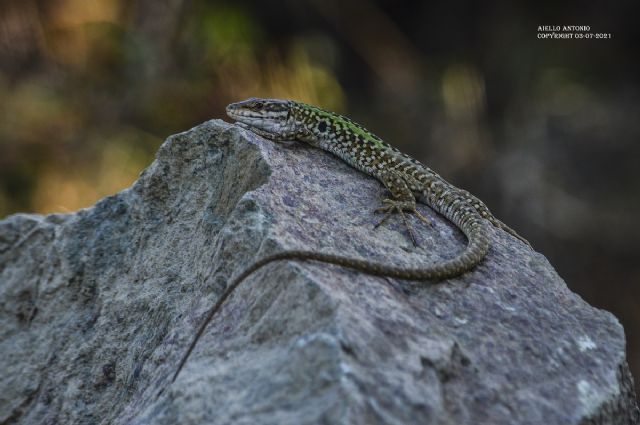 Podarcis siculus / Lucertola campestre